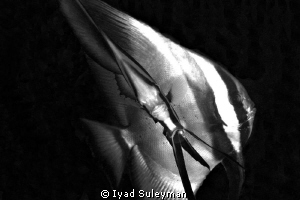 Face & Profile ...
Tallfin Batfishes
 by Iyad Suleyman 